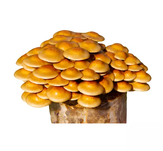 Nameko 200 Gms