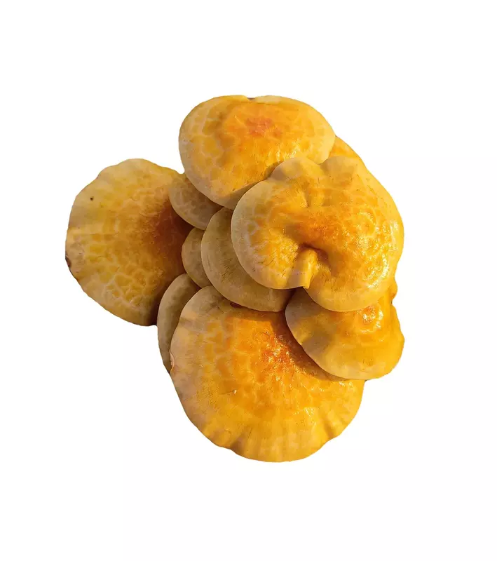 Nameko 200 gms - Shroomery