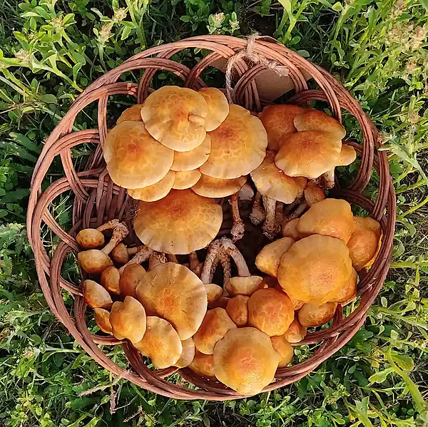 Nameko 200 gms - Shroomery