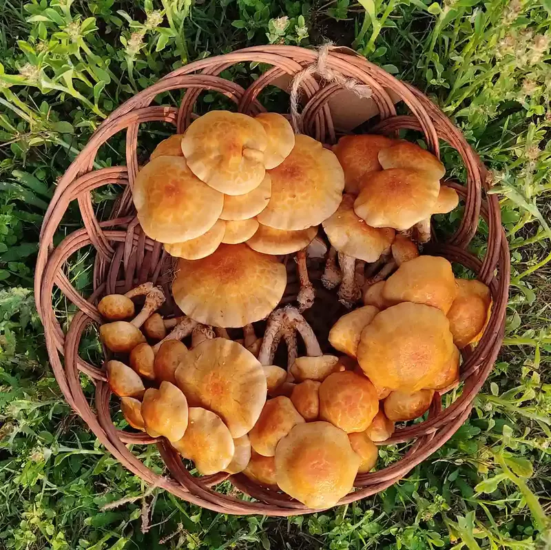 Nameko 200 gms - Shroomery