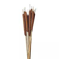 Natural dried cattail stick for rustic décor and floral arrangements – LEAFNDEOR Natural dried cattail stick for rustic décor and floral arrangements – LEAFNDEOR