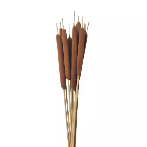 Natural dried cattail stick for rustic décor and floral arrangements – LEAFNDEOR