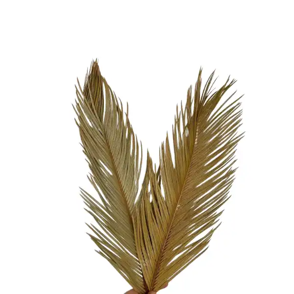 natural dried cycus leaf for exotic floral decor, dry flower arrangements, and export
