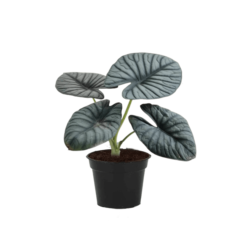 Alocasia Nebula