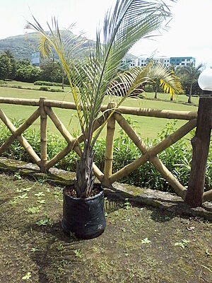 Neodypsis