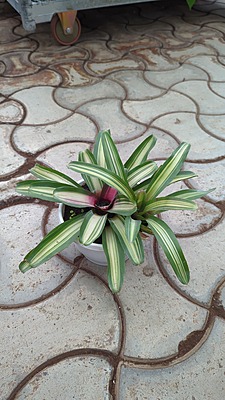 Neoregelia Bromeliad - Pink