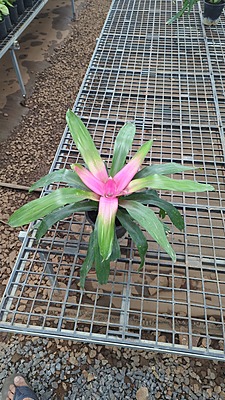 Neoregelia Bromeliad - Pink