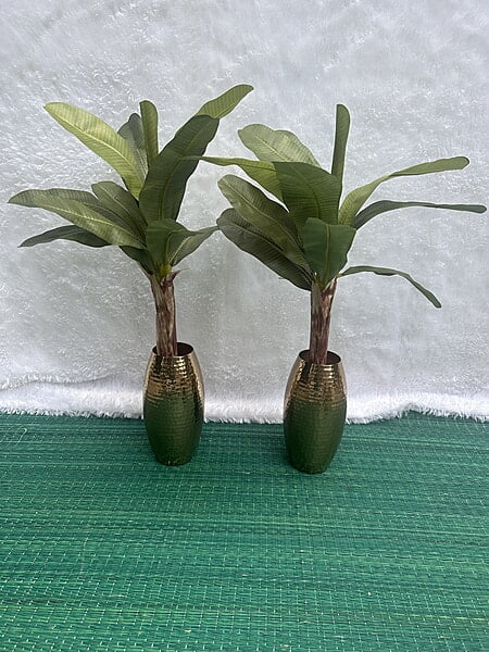 Banana Tree New - 2ft