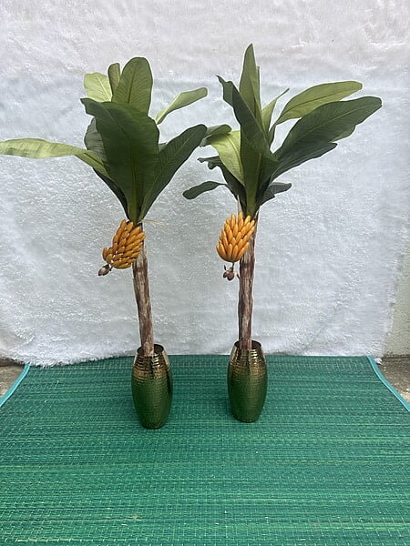 Banana Tre New - 2.5 ft