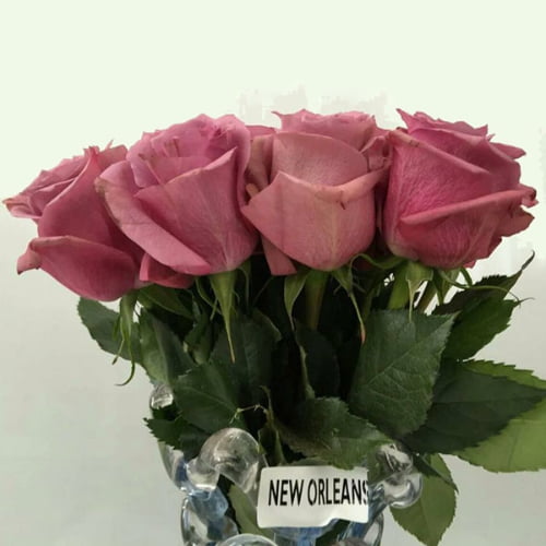 New Orleans Rose New Orleans Rose