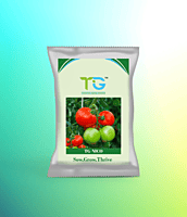 Hybrid Tomato TG-Nico