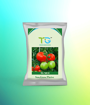 Hybrid Tomato TG-Nico