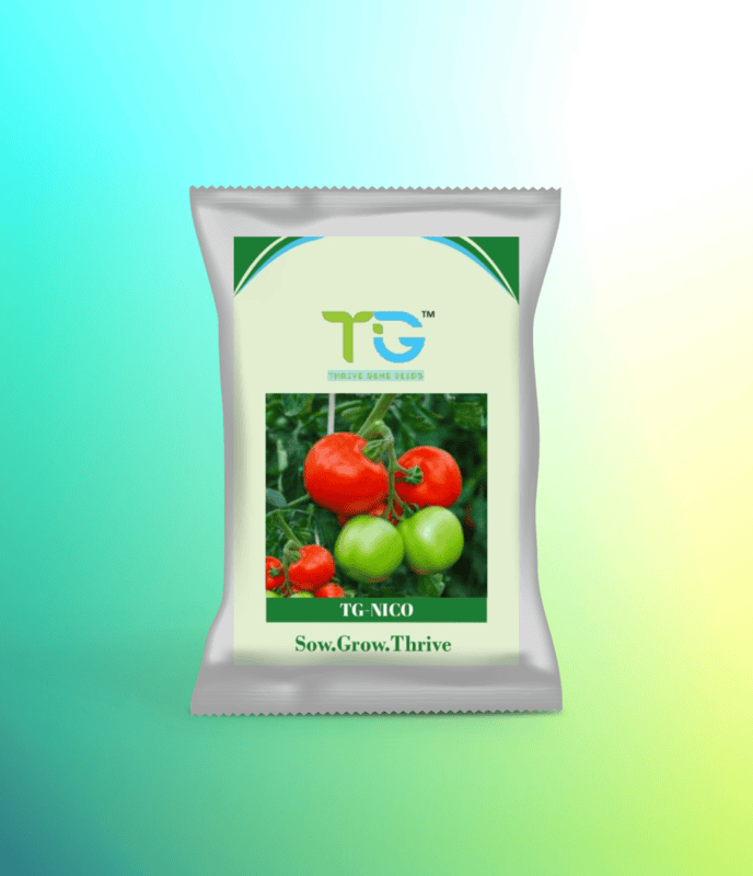 Hybrid Tomato TG-Nico