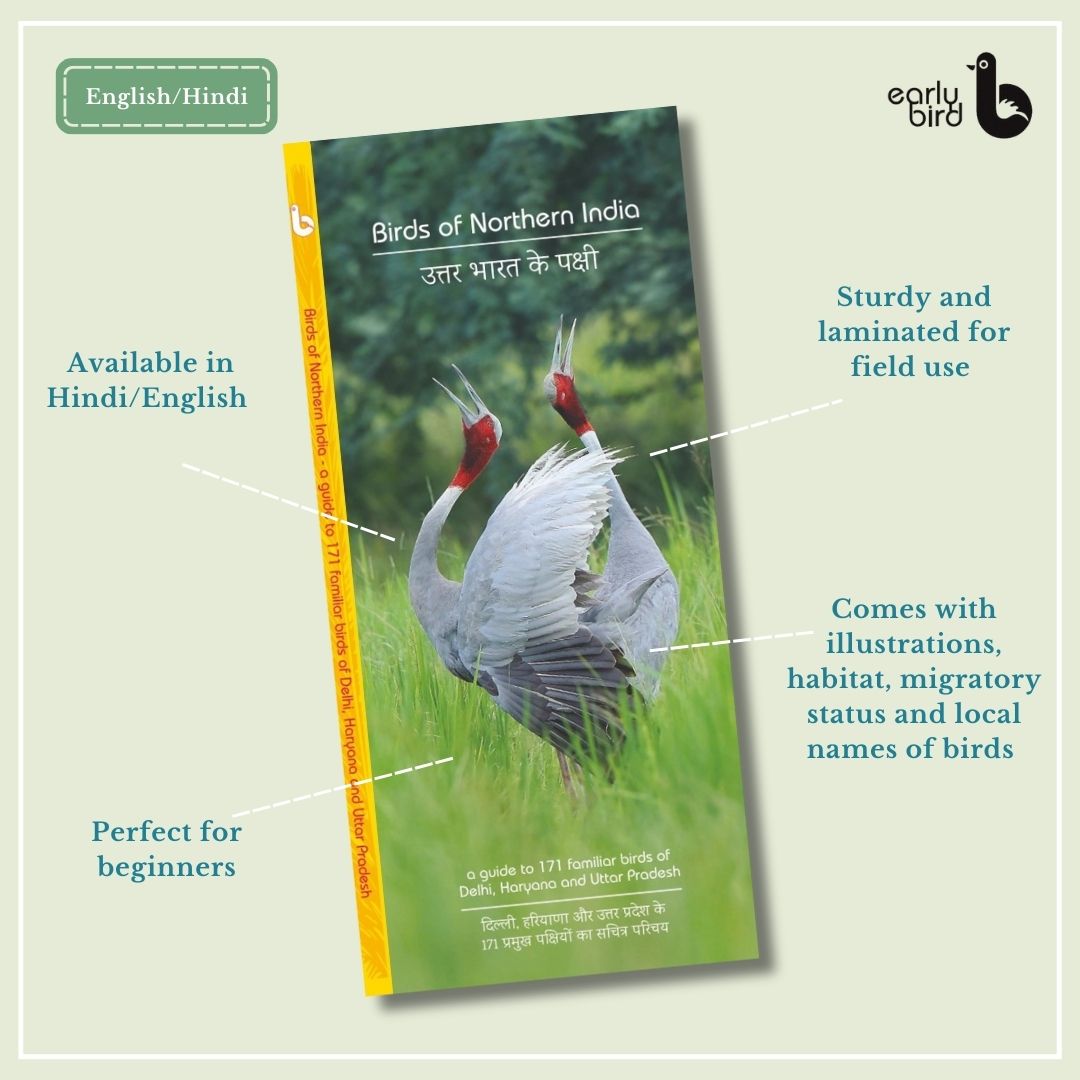 Early Bird Pocket Guides