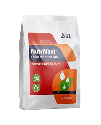Nutrivant Booster NPK 08-16-39 by ICL
