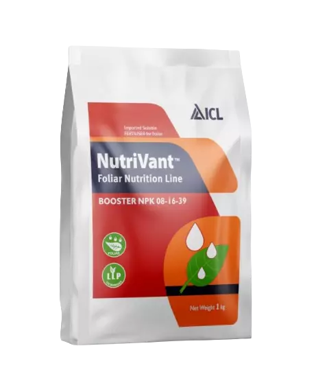 Nutrivant Booster NPK 08-16-39 by ICL