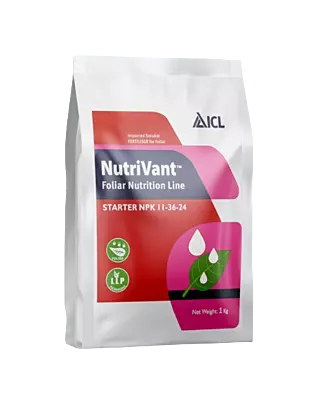 Nutrivant Starter NPK 11-36-24 by ICL