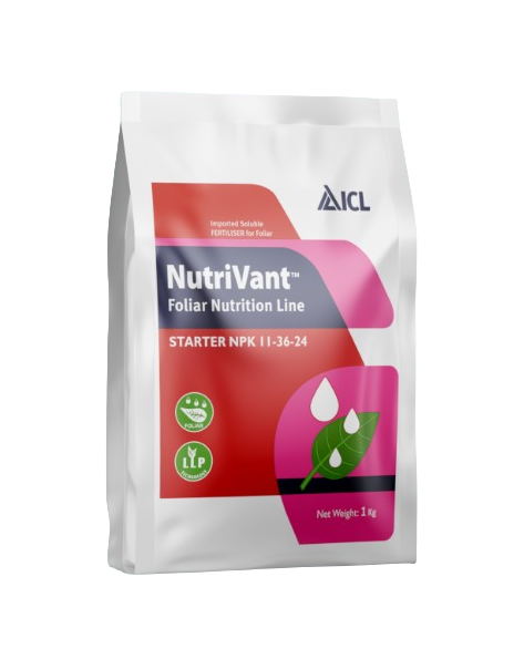Nutrivant Starter NPK 11-36-24 by ICL