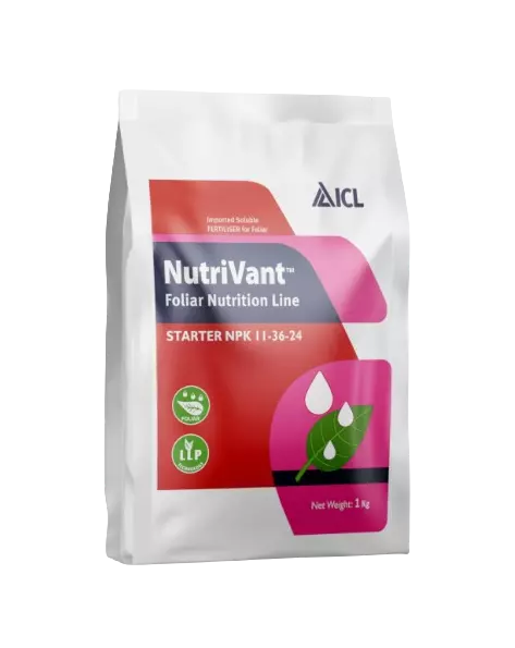 Nutrivant Starter NPK 11-36-24 by ICL