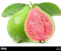 GUAVA (koiyappalam)