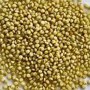 Brown Top Millet