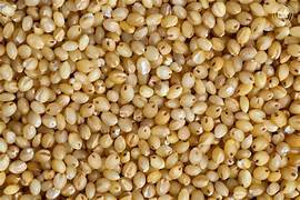 Foxtail Millet