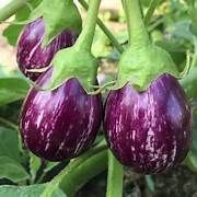 BRINJAL (Purple Round)