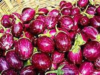 BRINJAL (Purple Round)