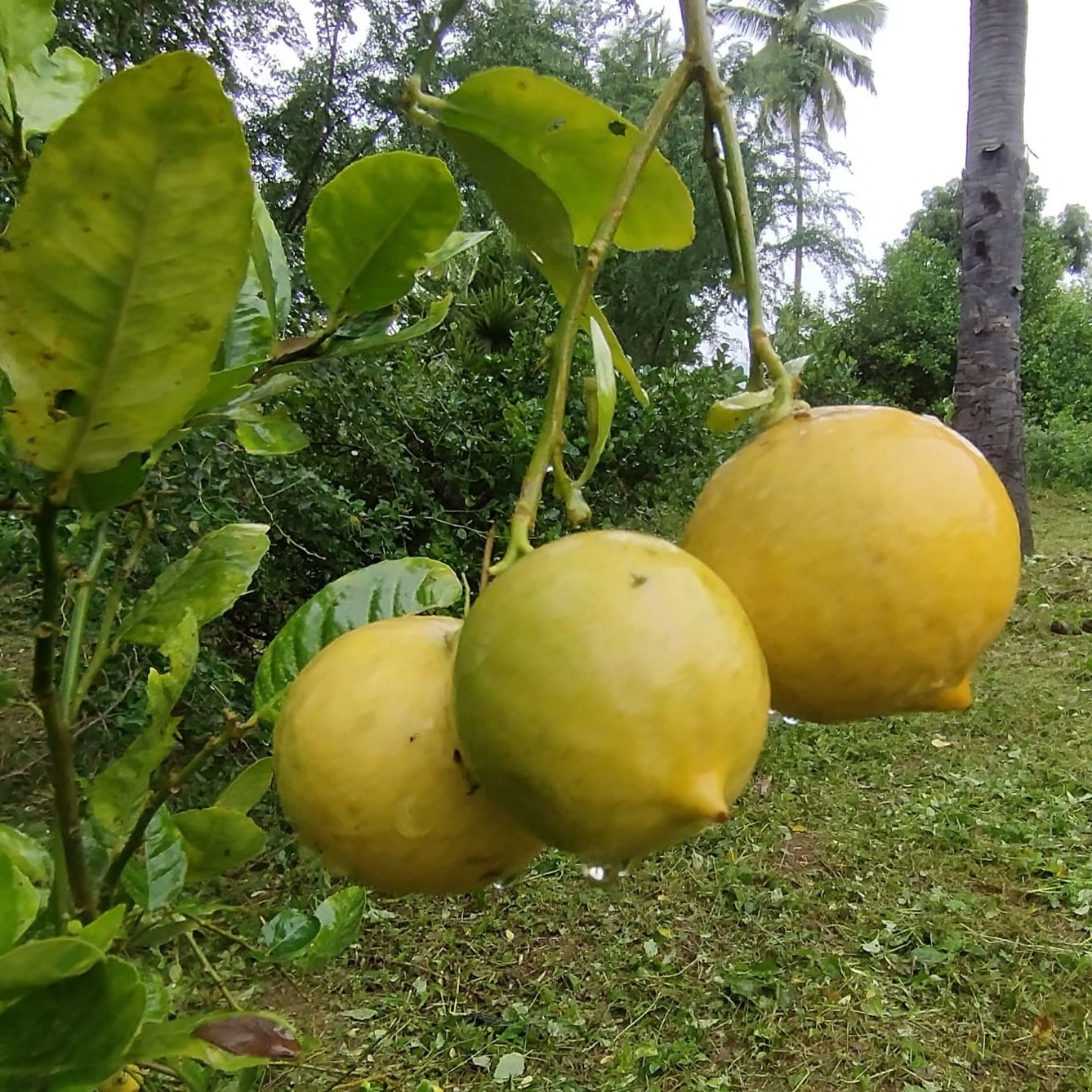 Odichukuthi Lemon