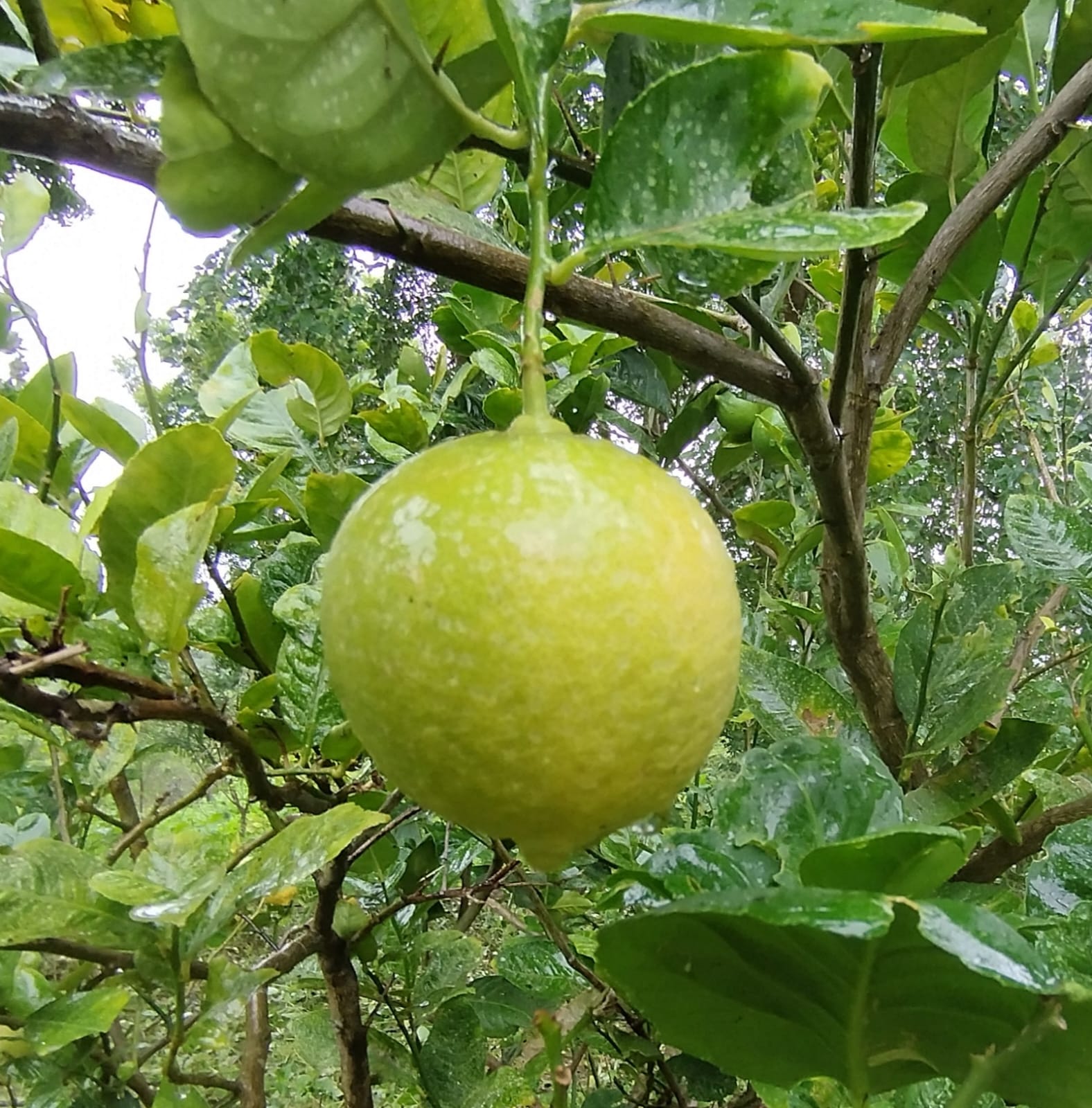 Odichukuthi Lemon