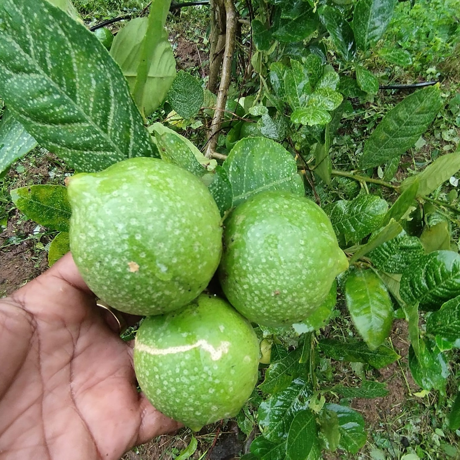 Odichukuthi Lemon