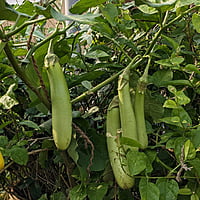 12 to 15 OP seeds Green Long Brinjal