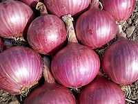 Farm-fresh—onions