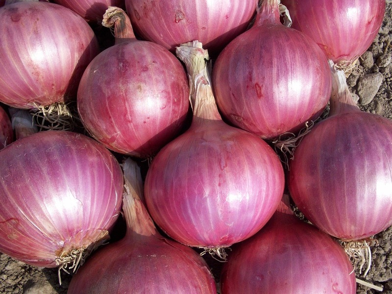 Farm-fresh—onions