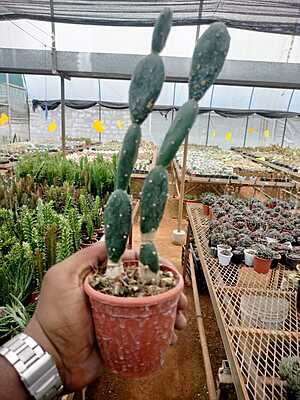Opuntia Araentiniana