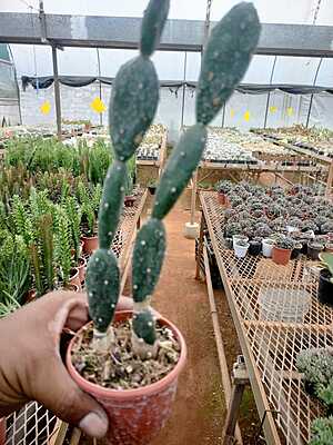 Opuntia Araentiniana Opuntia Araentiniana