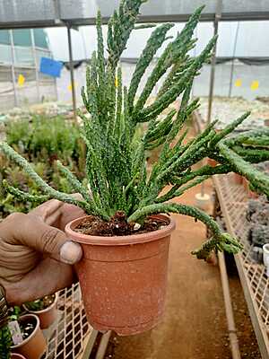 Opuntia Hybrida Opuntia Hybrida