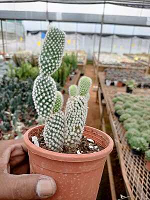 Opuntia Hybrida Opuntia Hybrida
