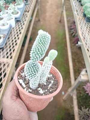 Opuntia Hybrida Opuntia Hybrida