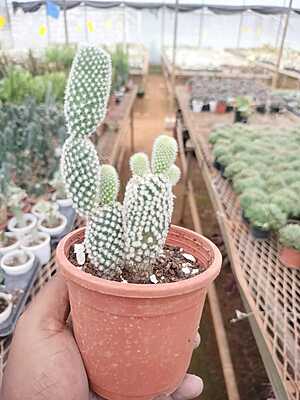 Opuntia Hybrida Opuntia Hybrida