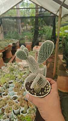 Opuntia Microdasys