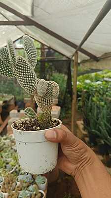Opuntia Microdasys