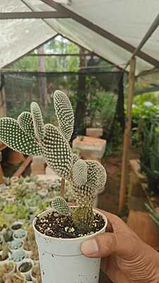 Opuntia Microdasys