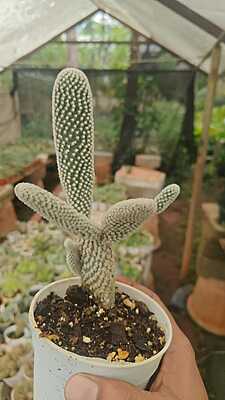 Opuntia Microdasys Opuntia Microdasys