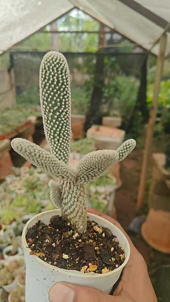 Opuntia Microdasys