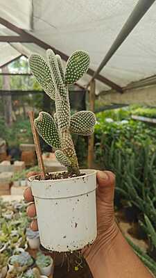 Opuntia Microdasys