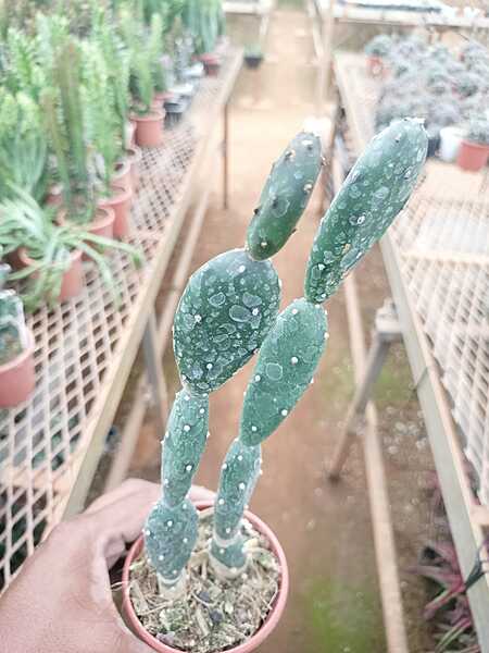Opuntia Monacantha Opuntia Monacantha
