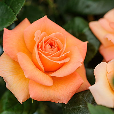 Orange Rose