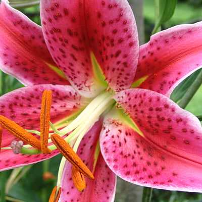 Oriental Lilies