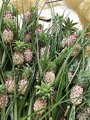 Ornamental-Pineapple